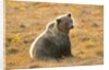 Female Grizzly bear sitting in tundra by Anonymous