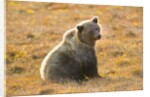 Female Grizzly bear sitting in tundra by Anonymous