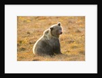 Female Grizzly bear sitting in tundra by Anonymous