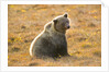 Female Grizzly bear sitting in tundra by Anonymous