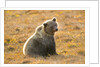 Female Grizzly bear sitting in tundra by Anonymous