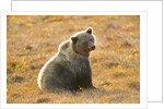 Female Grizzly bear sitting in tundra by Anonymous