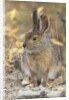 Snowshoe hare in Denali National Park by Anonymous