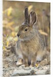 Snowshoe hare in Denali National Park by Anonymous