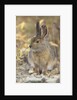 Snowshoe hare in Denali National Park by Anonymous