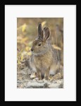 Snowshoe hare in Denali National Park by Anonymous