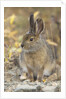 Snowshoe hare in Denali National Park by Anonymous