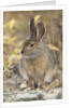 Snowshoe hare in Denali National Park by Anonymous