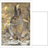 Snowshoe hare in Denali National Park by Anonymous