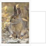 Snowshoe hare in Denali National Park by Anonymous