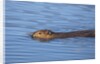 Beaver swimming in pond by Anonymous