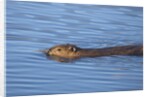 Beaver swimming in pond by Anonymous