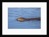 Beaver swimming in pond by Anonymous