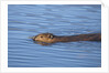 Beaver swimming in pond by Anonymous