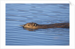 Beaver swimming in pond by Anonymous
