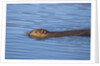 Beaver swimming in pond by Anonymous