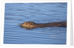 Beaver swimming in pond by Anonymous