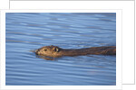 Beaver swimming in pond by Anonymous