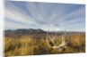 Caribou antlers in tundra by Anonymous