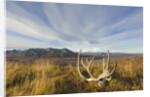 Caribou antlers in tundra by Anonymous
