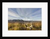 Caribou antlers in tundra by Anonymous