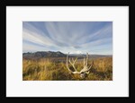 Caribou antlers in tundra by Anonymous