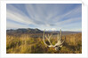 Caribou antlers in tundra by Anonymous