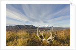 Caribou antlers in tundra by Anonymous