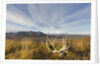 Caribou antlers in tundra by Anonymous