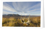 Caribou antlers in tundra by Anonymous