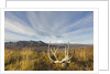Caribou antlers in tundra by Anonymous