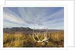 Caribou antlers in tundra by Anonymous