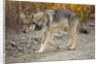 Gray wolf pup on gravel road by Anonymous