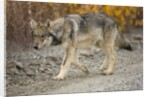 Gray wolf pup on gravel road by Anonymous