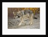 Gray wolf pup on gravel road by Anonymous