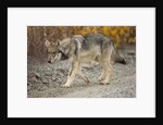 Gray wolf pup on gravel road by Anonymous