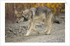 Gray wolf pup on gravel road by Anonymous
