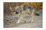 Gray wolf pup on gravel road by Anonymous