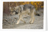 Gray wolf pup on gravel road by Anonymous