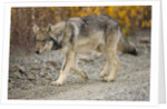 Gray wolf pup on gravel road by Anonymous