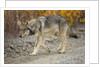 Gray wolf pup on gravel road by Anonymous