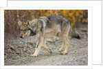 Gray wolf pup on gravel road by Anonymous