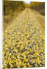 Forest road covered with Aspen leaves in autumn by Anonymous