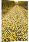 Forest road covered with Aspen leaves in autumn by Anonymous