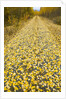 Forest road covered with Aspen leaves in autumn by Anonymous