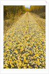 Forest road covered with Aspen leaves in autumn by Anonymous