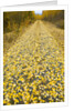 Forest road covered with Aspen leaves in autumn by Anonymous