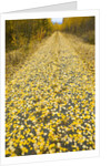 Forest road covered with Aspen leaves in autumn by Anonymous