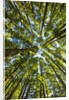 Old growth cedar, hemlock, fir and Sitka spruce forest in fall by Anonymous