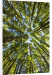 Old growth cedar, hemlock, fir and Sitka spruce forest in fall by Anonymous